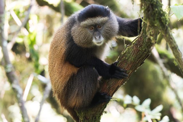 Golden Monkey Trekking (Uganda & Rwanda)